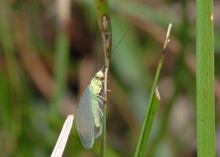 Oddiy oltin ko'z - Rasm 3