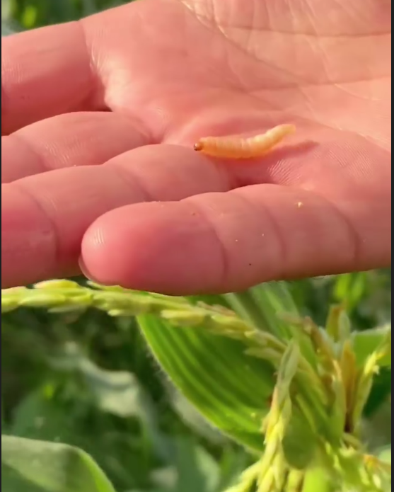 Makkajoʻxori dalalarida biologik himoya
