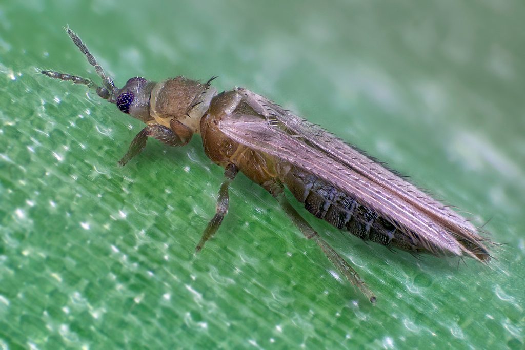 Тамаки трипси (Thrips tabaci)