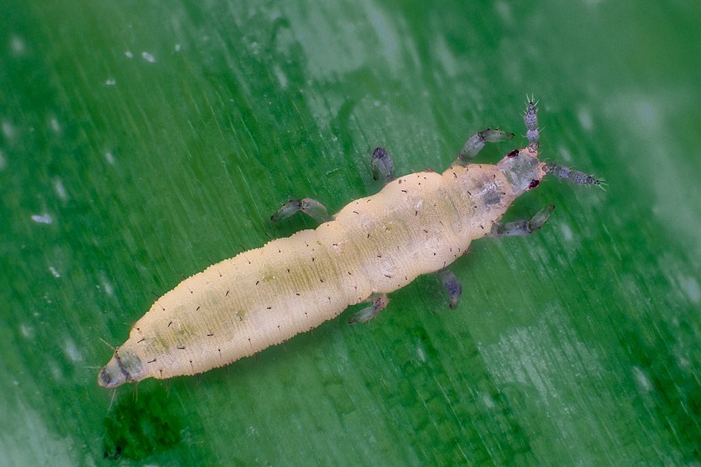 Тамаки трипси (Thrips tabaci) - Rasm 3