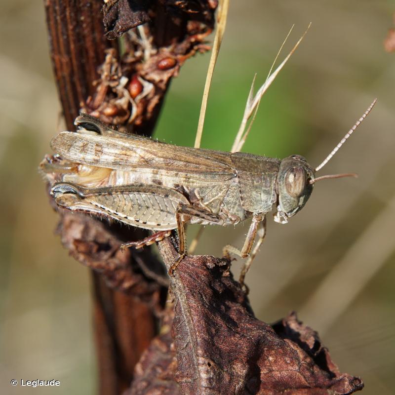 Италия ёки воҳа чигирткаси (Calliptamus italicus) - Rasm 3