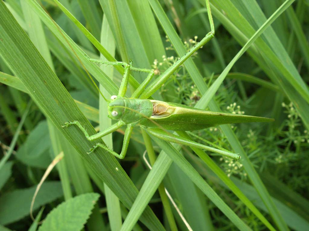 Думли темирчак (Tettigonia caudata)