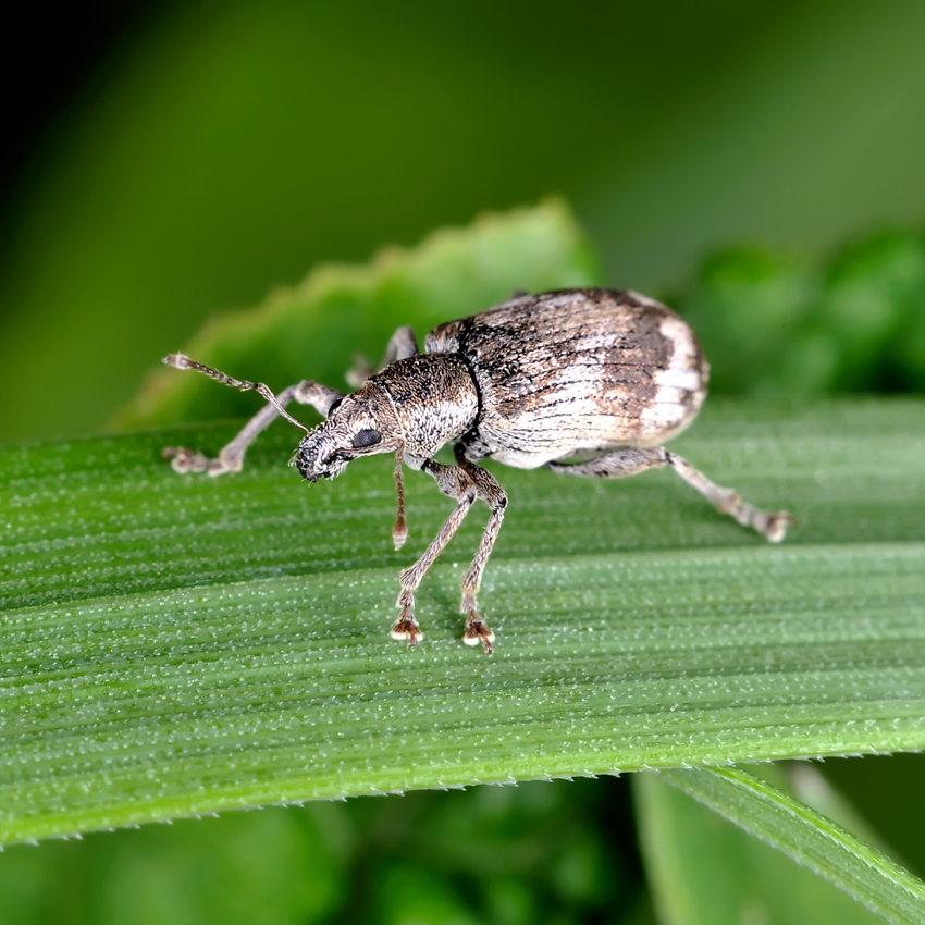 Майса узунбурун қўнғизи (Sitona macularius)