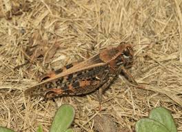 Италия ёки воҳа чигирткаси (Calliptamus italicus) - Rasm 2