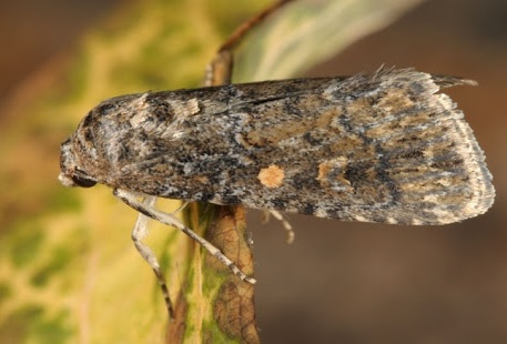 Карадрина (Spodoptera exigua)