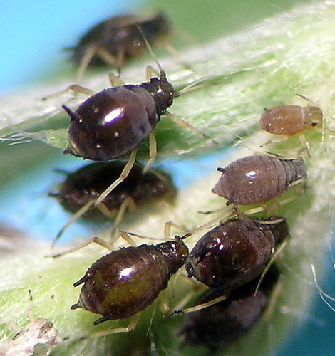 Акация шираси (Aphis craccivora) - Rasm 3
