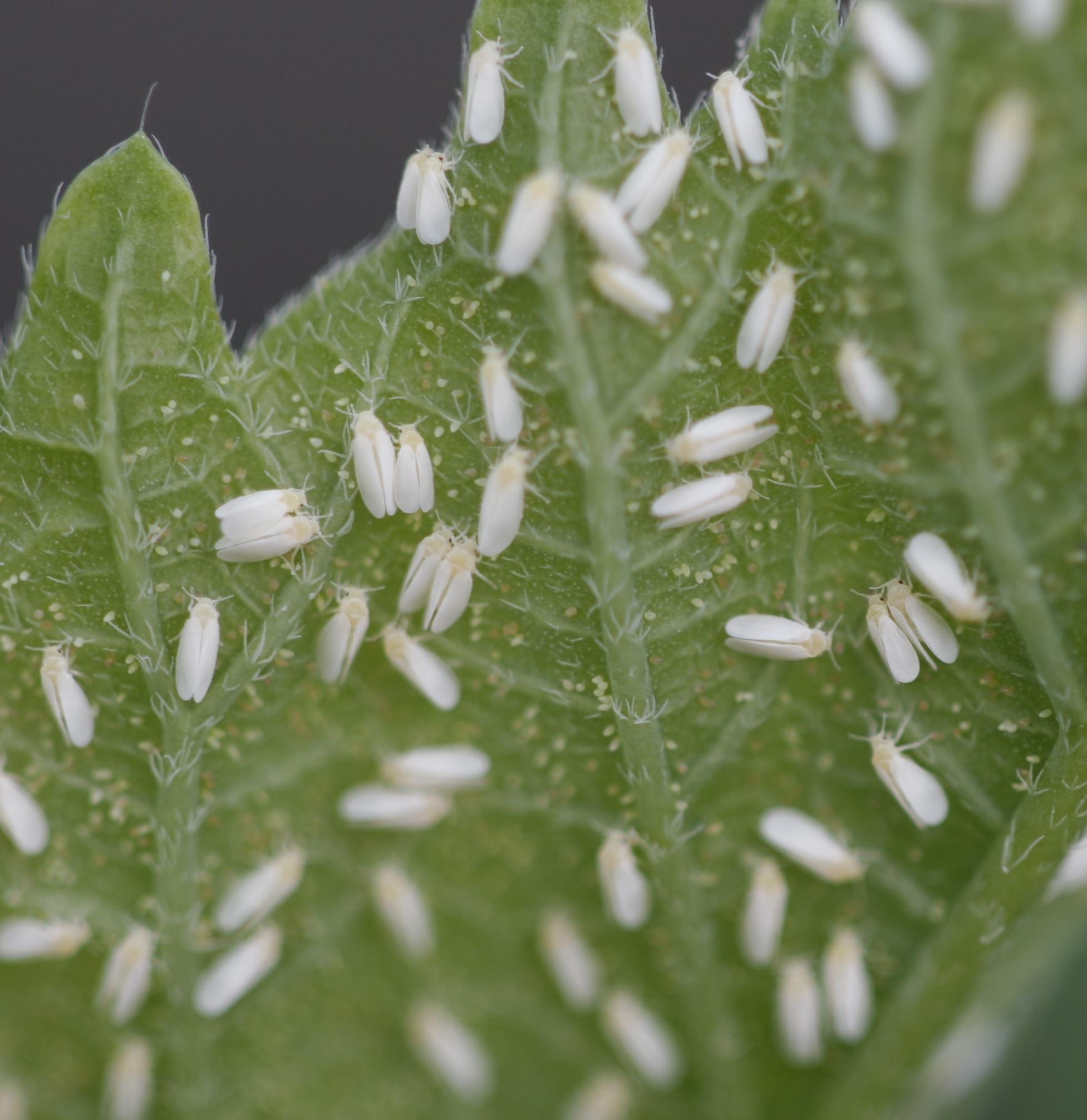 Ғўза оққаноти (Bemisia tabaci) - Rasm 2