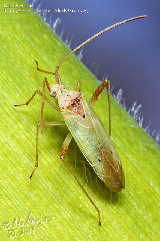 Ғўза қандаласи (Creontiades pallidus)