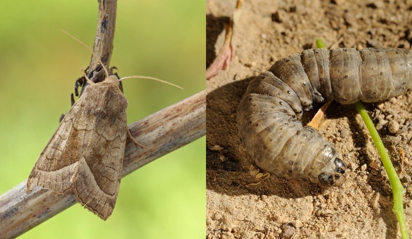 Кузги тунлам (Agrotis segetum) - Rasm 2