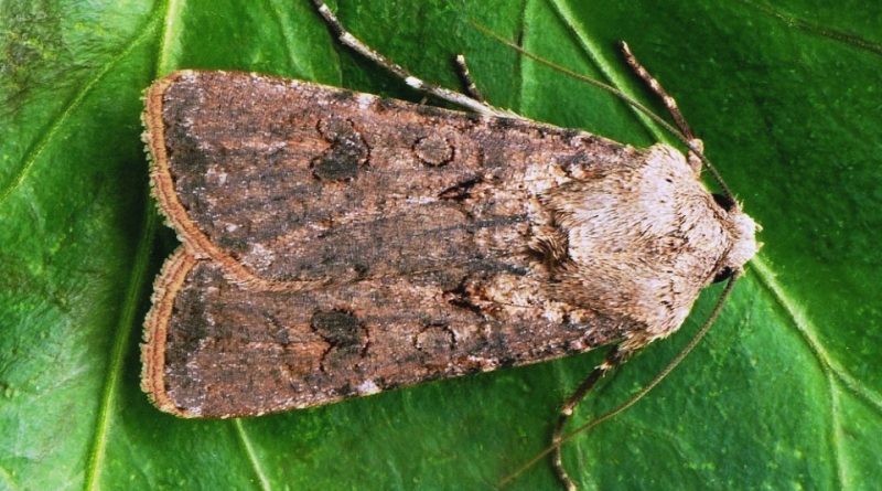 Кузги тунлам (Agrotis segetum)