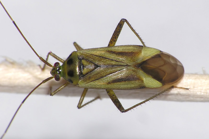 Беда қандаласи (Adelphocoris lineolatus)