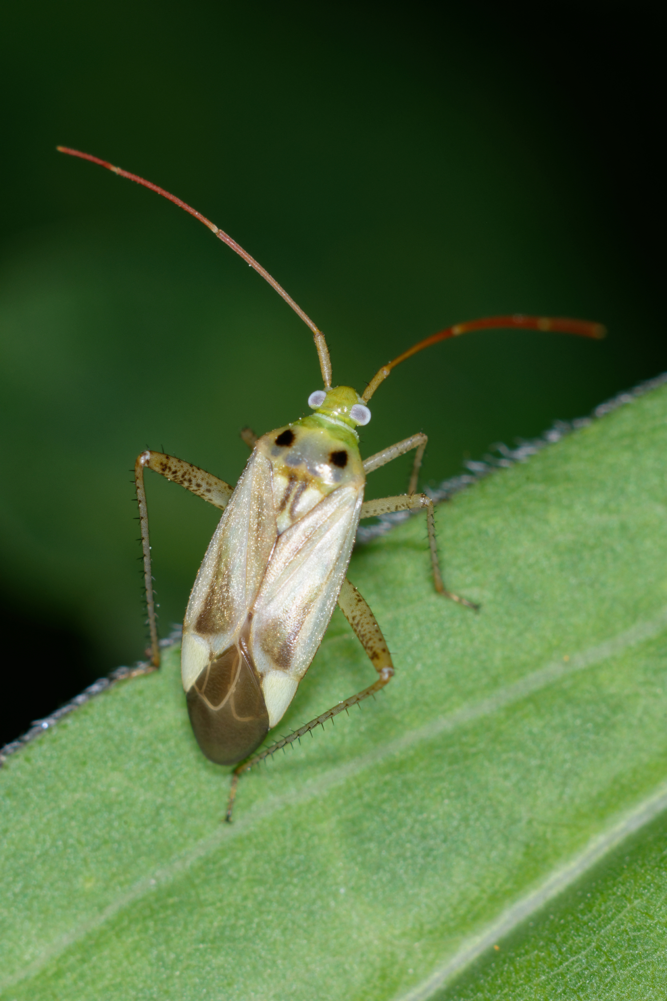 Беда қандаласи (Adelphocoris lineolatus) - Rasm 2
