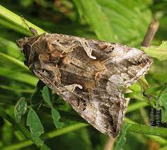 Гамма тунлами (Autogrаpha gamma)