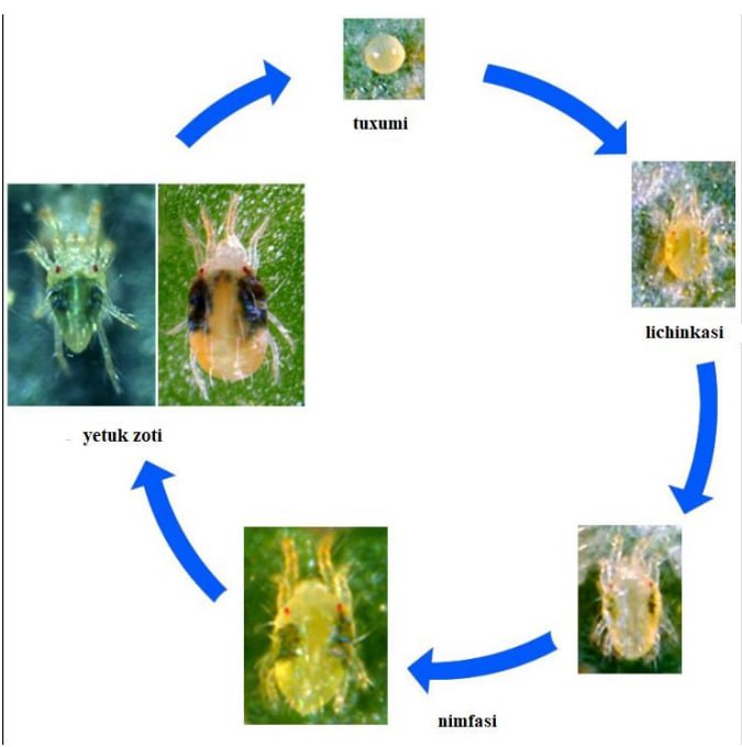 Ўргимчаккана (Tetranuchus urticae) - Rasm 3