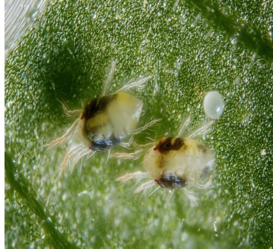 Ўргимчаккана (Tetranuchus urticae) - Rasm 2