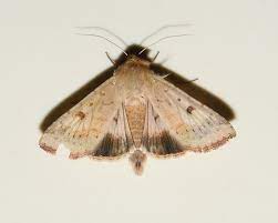 Ғўза тунлами (Heliothis armigera Hbn) - Rasm 3