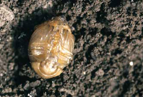 Колорадо қўнғизи - (Leptinotarsa decemlineata Say).