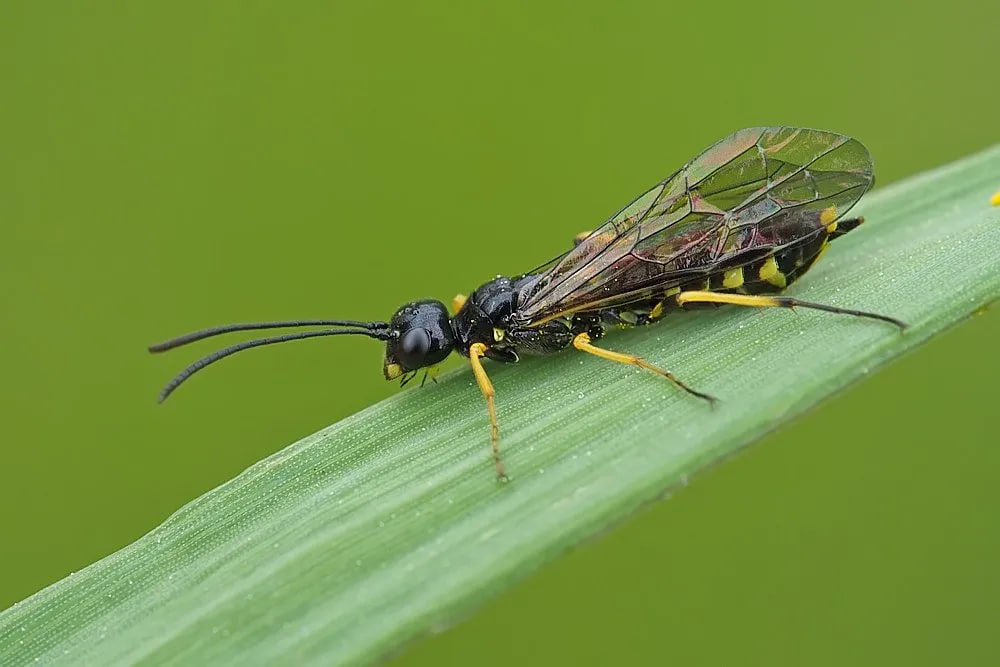 Ғалла арракаши (Cephus pygmeus)