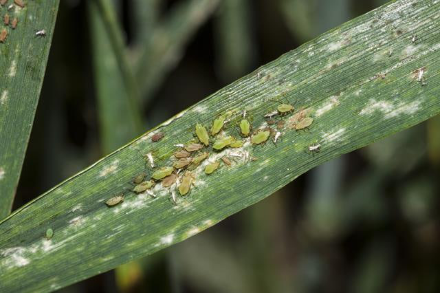 Катта ғалла шираси (Sitobion avenae) - Rasm 3