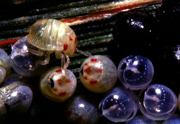 Зарарли хасва (Eurygaster integriceps) - Rasm 3