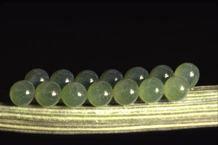 Зарарли хасва (Eurygaster integriceps) - Rasm 2