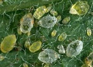 Tamaki oqqanoti - (Bemisia tabaci) - Rasm 3